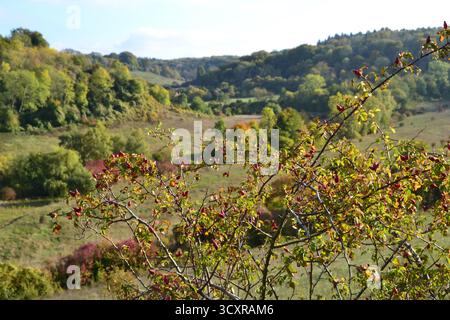 Une vallée à l'est du village de Shoreham, Kent, appelée Magpie Bottom et Fackenden Down, près de Darent Valley, au début de l'automne. Randonnée pédestre près de Londres, Royaume-Uni Banque D'Images