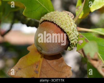 Gros plan de Bur Oak (Quercus macrocarpa) Gland en automne, Colorado Banque D'Images