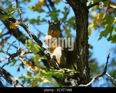 Écureuil tenant une glande sur Bur Oak (Quercus macrocarpa) branche en automne, Colorado Banque D'Images