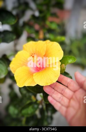 Gros plan d'une main tenant doucement une fleur d'hibiscus jaune vif sur un fond de feuillage vert flou Banque D'Images