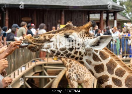 Girafe (Giraffa camelopardalis) nourrie à la main par les touristes au Giraffe Centre à Nairobi, Kenya Banque D'Images