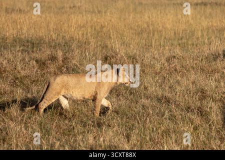 Jeune lion (Panthera leo) marchant à travers l'herbe de savane sèche dans la réserve nationale de Maasai Mara Kenya Banque D'Images