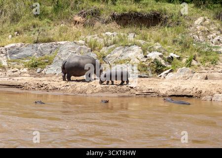 Hippopotame (Hippopotamus amphibius) mère et veau reposant sur une berge boueuse avec d'autres dans l'eau, réserve nationale Maasai Mara Banque D'Images
