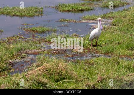 Une spatule africaine (Platalea alba) se trouve dans un marais peu profond ou une zone humide dans le parc national d'Amboseli au Kenya Banque D'Images
