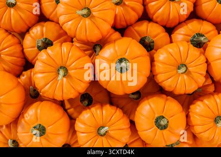 Un tas de citrouilles entières de couleur orange assis sur le dessus de l'autre vue d'en haut. Fond nature, rendu 3D, illustration 3D. Banque D'Images