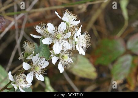 Mûres (Rubus sectio Rubus), fleurs sur la brousse, gros plan, Wilnsdorf, Rhénanie du Nord-Westphalie, Allemagne Banque D'Images