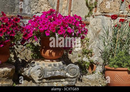 Monastère de Pantanassa du 15ème siècle après JC, jardin du monastère, magnifiques fleurs roses dans un pot en terre cuite devant un vieux mur de pierre, Mystras, Banque D'Images