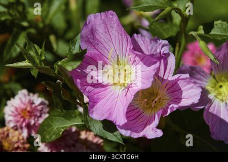 Monastère de Pantanassa du 15ème siècle après JC, jardin du monastère, gros plan de fleurs roses dans le jardin, entouré de feuilles vertes et d'autres fleurs Banque D'Images