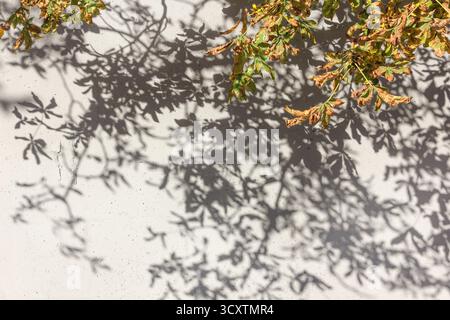Un fond d'ombres de branches et de feuilles d'automne d'arbres est projeté sur un mur lumineux. Nuances de vert et feuillage jaune-orange d'automne d'an Banque D'Images