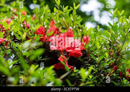 Nautre capturé au jardin botanique de Kyoto au Japon Banque D'Images