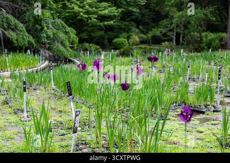 Nautre capturé au jardin botanique de Kyoto au Japon Banque D'Images