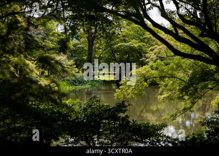 Nautre capturé au jardin botanique de Kyoto au Japon Banque D'Images