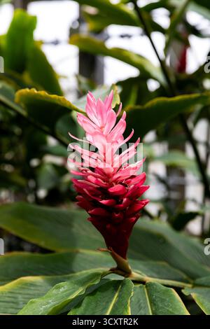 Nautre capturé au jardin botanique de Kyoto au Japon Banque D'Images