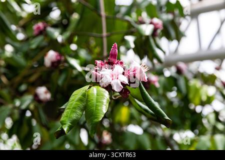 Nautre capturé au jardin botanique de Kyoto au Japon Banque D'Images