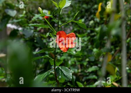 Nautre capturé au jardin botanique de Kyoto au Japon Banque D'Images
