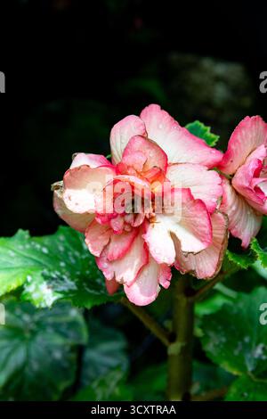 Nautre capturé au jardin botanique de Kyoto au Japon Banque D'Images