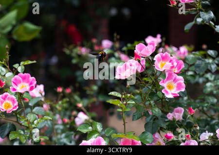 Nautre capturé au jardin botanique de Kyoto au Japon Banque D'Images