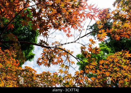 Nautre capturé au jardin botanique de Kyoto au Japon Banque D'Images