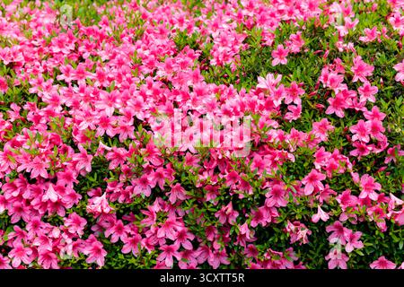 Nautre capturé au jardin botanique de Kyoto au Japon Banque D'Images