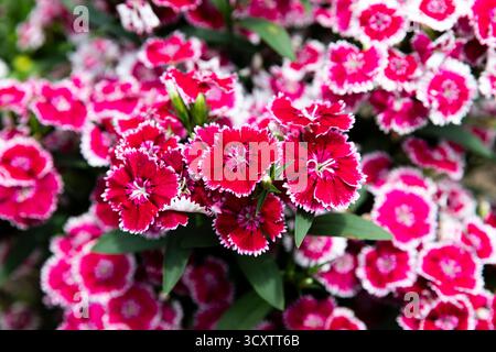 Nautre capturé au jardin botanique de Kyoto au Japon Banque D'Images