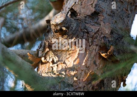 Gros plan détaillé d'un tronc d'arbre montrant une texture d'écorce robuste et une branche coupée avec de la résine d'arbre visible, illuminée par la lumière chaude du soleil dans un cadre naturel Banque D'Images