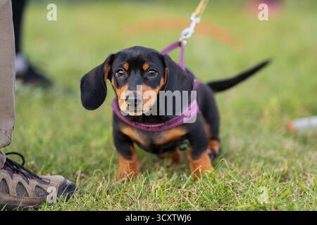 Chiot Teckel noir et brun en laisse à l'extérieur. Adorable chiot Teckel à poil lisse portant un harnais rose, assis vif sur l'herbe verte. Banque D'Images