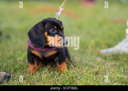 Chiot Teckel noir et brun en laisse à l'extérieur. Adorable chiot Teckel à poil lisse portant un harnais rose, assis vif sur l'herbe verte. Banque D'Images