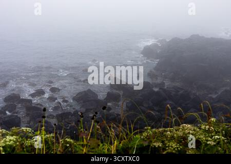 Sentier de randonnée côtière du Cap Seopjikoji, île de Jeju Banque D'Images