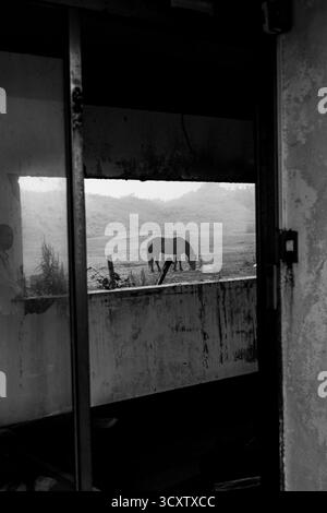 Sentier de randonnée côtière du Cap Seopjikoji, île de Jeju Banque D'Images