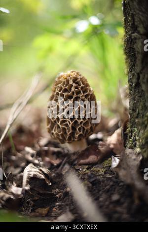 Morilles sauvages (Morchella) poussant dans l'habitat de la forêt d'épinettes. Vue macro détaillée des champignons comestibles dans la lumière naturelle des bois, atmosphère d'automne Banque D'Images