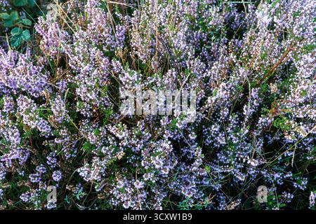 Bruyère commune en fleurs (Calluna vulgaris) dans la Heath Wahner près de Telegraphen Hill, Troisdorf, Rhénanie du Nord-Westphalie, Allemagne. Bluehende Besenheid Banque D'Images