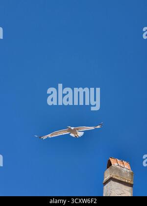 Mouette voler dans le ciel bleu Banque D'Images