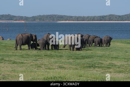 Un grand troupeau d'éléphants sri-lankais (Elephas maximus maximus) paît près du réservoir Minneriya, un vaste réservoir ancien, pendant la saison sèche. Banque D'Images