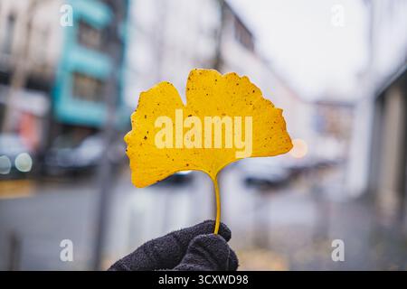 Feuille d'arbre de gingko biloba jaune dans une main montrée sur fond flou Banque D'Images