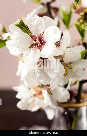 Détail en gros plan d'une fleur d'amande en pleine floraison, montrant de délicats pétales blancs et roses Banque D'Images