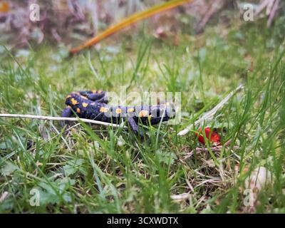 Salamandre de feu (Salamandra salamandra) dans le village de Husinec - rez, région de Bohême centrale, République tchèque, 15 octobre 2025. (CTK photo/Monika Jeri Banque D'Images