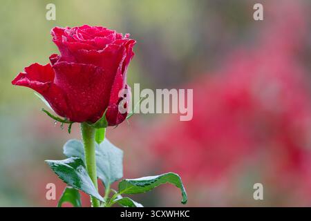 Rose rouge. Bouton de rose classique recouvert de gouttes de rosée, gros plan sur un fond de jardin avec bokeh rouge et vert flou. Banque D'Images