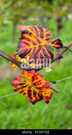Feuilles de vigne d'automne virant au rouge et au jaune dans le vignoble, gros plan du feuillage d'automne coloré Banque D'Images