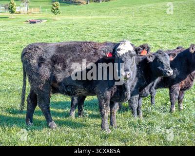 Bovins de boucherie Angus dehors dans Un champ de ferme en Virginie Banque D'Images