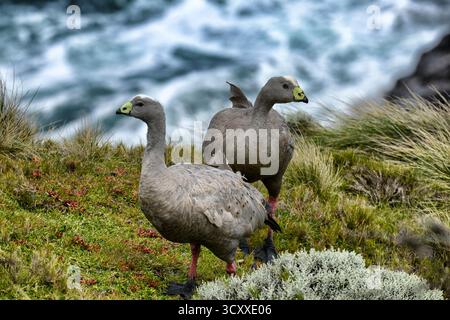 Phillip Island, Australie. 15 octobre 2013. Animaux lors du Grand Prix MotoGP Liquid Moly Australian Motorcycle 2025 sur le circuit de Philip Island du 17 au 18 octobre, à Phillip Island, Australie - photo Studio Milagro/DPPI crédit : DPPI Media/Alamy Live News Banque D'Images
