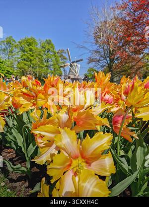 Gros plan tulipes perroquets vibrantes en pleine floraison avec un moulin à vent hollandais classique en arrière-plan, sous un ciel bleu vif. Un moment emblématique du printemps hollandais Banque D'Images