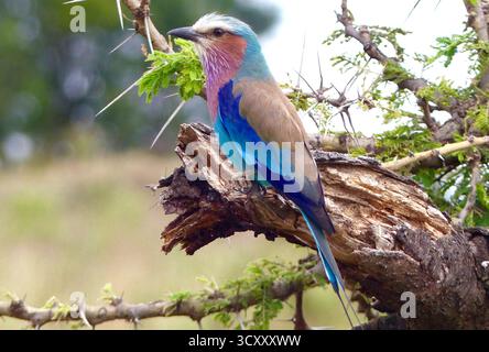 Un gros plan vibrant d'un drongo exotique à queue fourchue perché sur une souche d'acacia dans la réserve du Masai Mara, en Afrique Banque D'Images