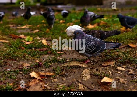 Pigeon marchant sur sol mouillé Banque D'Images