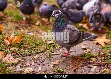 Pigeon marchant sur sol mouillé Banque D'Images