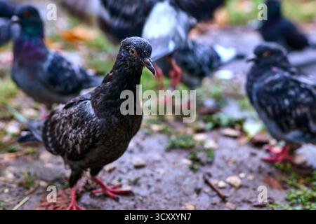 Pigeon marchant sur sol mouillé Banque D'Images
