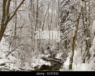 Ruisseau forestier d'hiver avec arbres enneigés Banque D'Images