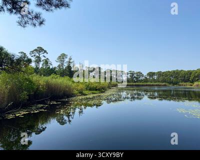 Étang serein de terres humides avec reflets d'arbres Banque D'Images