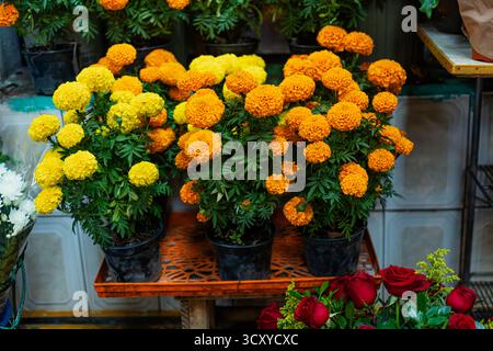 Vente de pots de fleurs cempasúchil jaune et orange vif (tagetes erecta) dans un marché mexicain traditionnel, avec des roses rouges au premier plan. Banque D'Images