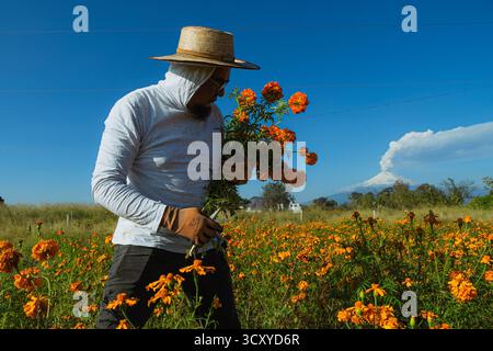 Un agriculteur mexicain travaille à la récolte de fleurs de cempasúchil orange et de souci tandis que le volcan enneigé Popocatépetl exhale de la fumée en arrière-plan. Banque D'Images