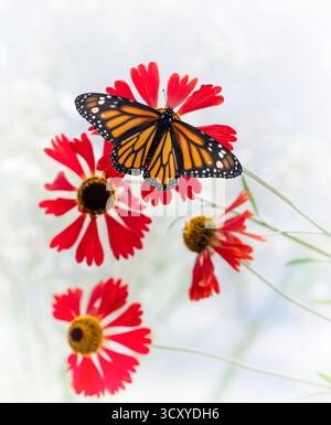 Macro d'un papillon monarque (danaus plexippus) sur fleurs d'hélium rouge. Banque D'Images